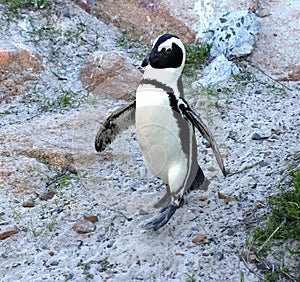 African penguin(Spheniscus demersus) walking towards the beach, Western Cape, South Africa