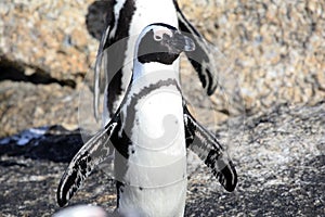 African penguin spread wings and looking at the camera