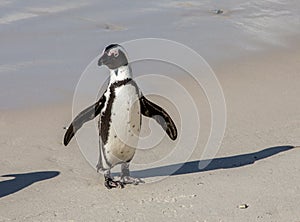 African penguin stands on a sandy beach in a funny pose. Simon`s Town. Boulders Beach. South Africa.