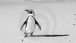 African penguin stands on a sandy beach in a funny pose. Simon`s Town. Boulders Beach. South Africa.