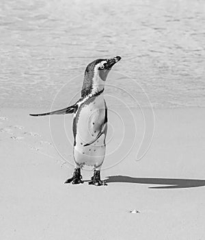 African penguin stands on a sandy beach in a funny pose. Simon`s Town. Boulders Beach. South Africa.