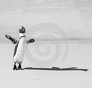 African penguin stands on a sandy beach in a funny pose. Simon`s Town. Boulders Beach. South Africa.