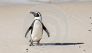 African penguin stands on a sandy beach in a funny pose. Simon`s Town. Boulders Beach. South Africa.