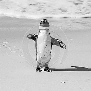 African penguin stands on a sandy beach in a funny pose. Simon`s Town. Boulders Beach. South Africa.