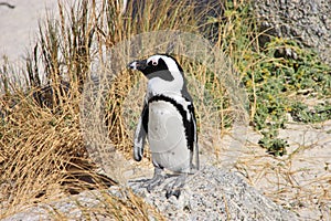 African penguin is staying on the stone.