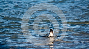 Tučniak kúpanie v oceán. tučniak tiež známy ako blbec tučniak tučniak. vedecký meno 