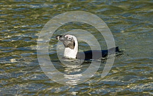 African penguin swimming in shallow water