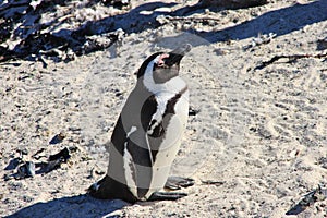 African penguin is taking sunbath. Side view.