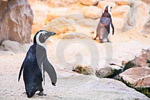 African penguin walking, The African penguin (Spheniscus demersus) is also known as the jackass peng