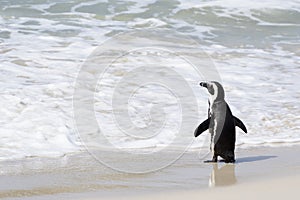 African penguin walking on the beach towards ocean