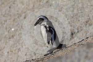 African penguin walking on rock