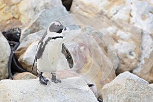 African penguin walking on rocks
