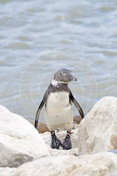 African penguin walking on rocks