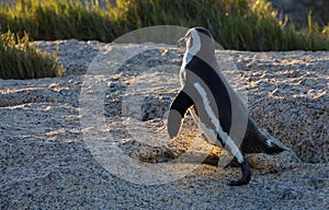 African penguin walking into sunlight