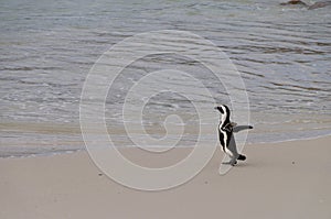 African penguin walking to the sea , South Africa