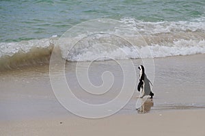 African penguin walking to the sea , South Africa