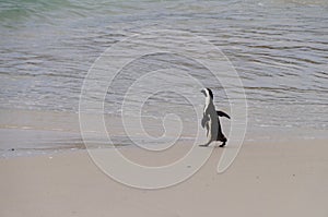 African penguin walking to the sea,South Africa.