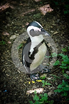 African penguin in zoo