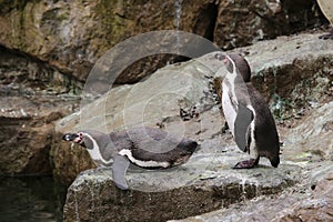 African Penguins