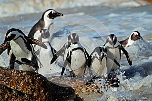 African penguins