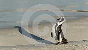 African penguins.