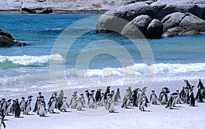 African penguins photo