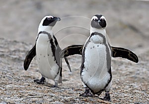 African penguins.