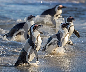 African penguins. African penguin (spheniscus demersus) walk out from ocean.