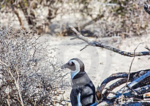 African penguins aka spheniscus demersus at the famous Boulders Beach of Simons Town near Cape Town in South Africa