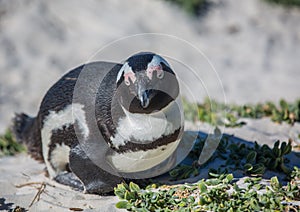 African penguins aka spheniscus demersus at the famous Boulders Beach of Simons Town near Cape Town in South Africa