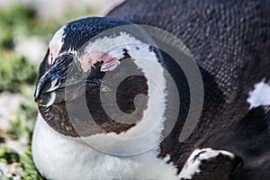 African penguins aka spheniscus demersus at the famous Boulders Beach of Simons Town near Cape Town in South Africa