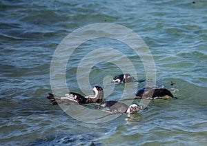 African penguins aka spheniscus demersus at the famous Boulders Beach of Simons Town near Cape Town in South Africa