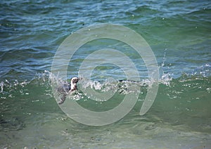 African penguins aka spheniscus demersus at the famous Boulders Beach of Simons Town near Cape Town in South Africa