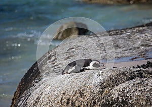 African penguins aka spheniscus demersus at the famous Boulders Beach of Simons Town near Cape Town in South Africa