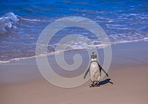 African penguins aka spheniscus demersus at the famous Boulders Beach of Simons Town near Cape Town in South Africa