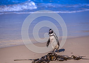 African penguins aka spheniscus demersus at the famous Boulders Beach of Simons Town near Cape Town in South Africa