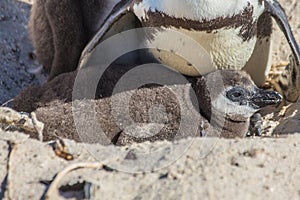 African penguins aka spheniscus demersus at the famous Boulders Beach of Simons Town near Cape Town in South Africa