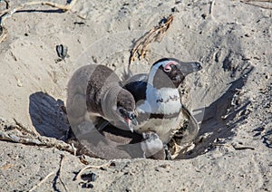 African penguins aka spheniscus demersus at the famous Boulders Beach of Simons Town near Cape Town in South Africa