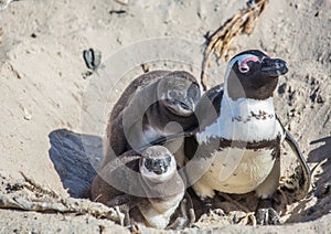 African penguins aka spheniscus demersus at the famous Boulders Beach of Simons Town near Cape Town in South Africa