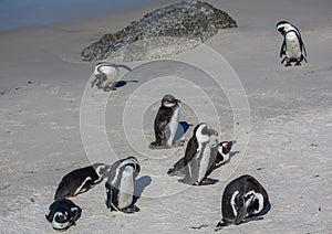 African penguins aka spheniscus demersus at the famous Boulders Beach of Simons Town near Cape Town in South Africa