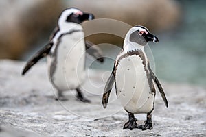 African penguins also known as the jackass penguin, black-footed penguin. Scientific name: Spheniscus demersus.  South Africa