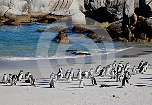 African penguins on the beach photo