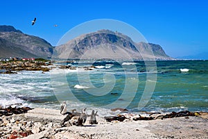 African penguins at Betty`s Bay, Western Cape, South Africa