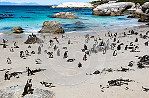 African penguins or Black-footed penguin - Spheniscus demersus - at the Boulders Beach, Cape Town, South Africa