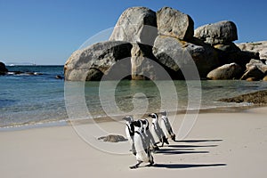 African Penguins at Boulders photo