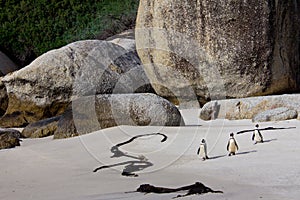 African penguins on Boulders Beach