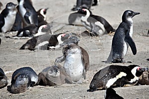 African penguins on Boulders Beach