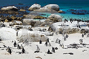 African penguins at Boulders Beach, Cape Town, South Africa photo