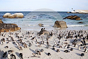 African penguins at Boulders beach near Cape Town, South Africa