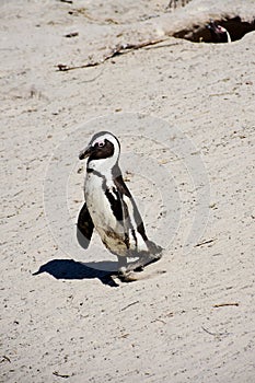African Penguin, Boulders Beach, near Simon`s Town, Cape Peninsular, Western Cape, South Africa photo
